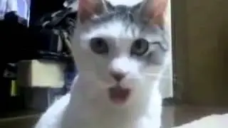 OMG Cat