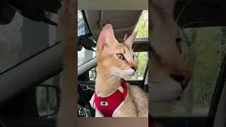 Моя красавица! Самая преданная мне кошка Сансара чаузи ф1 