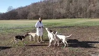 Walking the Puppies at Mells Foxhounds