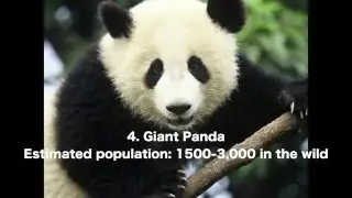 5 Awesome Endangered Animals That Could Go Extinct