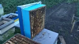 Бакфаст на медосборе 2022