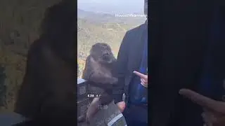 Обезьяна попыталась напугать парня, который хотел с ней сфотографироваться