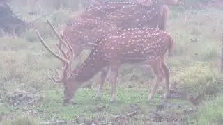Deer sighting at Nagarholai National Park Karnataka, India