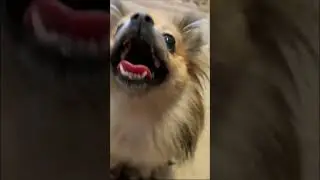 😄 #tiktok #reaction #собака #pomeranian #smile #шпиц