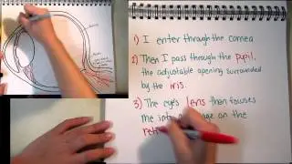 Visual Transduction Process - AP Psych Project