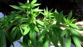 Training your Cannabis (Super cropping)