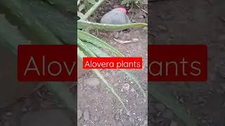 lucky plants alovera #shorts #alovera #asmr #meditation