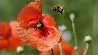 Beautiful field of poppies