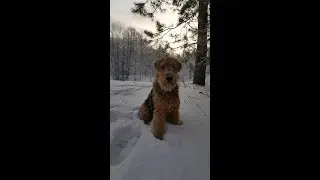Как научить собаку петь. Мой пёс Дар поёт.