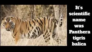 Bali Tiger