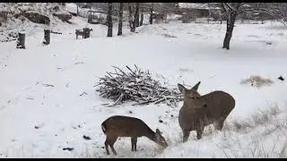 Кавказские горы.