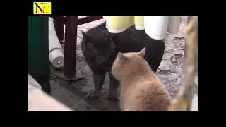 Весна однако