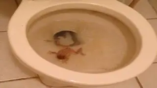 Frog in the toilet! OMG