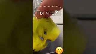 #говорящийпопугай #попугай #смешнойпопугай #юмор #животные #жирик #parrot #birds #жирикмакедонский
