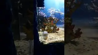 Ручная рыбка Фловер хорн!😃😍🥰😘