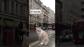 Ты до того, как встретил её и после) #dutiap #юмор #дуэт #отношения #котики