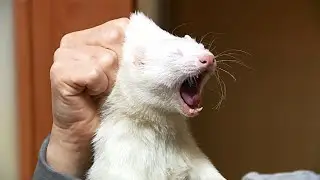 لماذا يصبحون عاجزين عندما نمسك بهم هناك؟.. السبب سيصدمك!