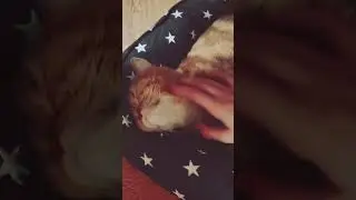 #shorts#юмор#Вот#кот #кошкаанфиса Вот смотрю на тебя и думаю... Кошка Анфиса.