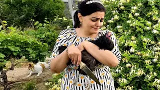 Slaughtering and saving a chicken from illness in Iranian village life, baking a cake
