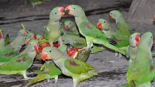 Funny Parrots Videos Compilation cute moment in Pet birds part 1