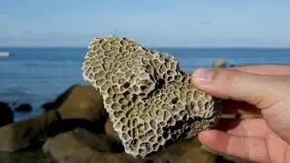 THE LATEST RESEARCH AND ADVANCEMENTS IN ENVIRONMENTAL SCIENCE - Science Net | #science