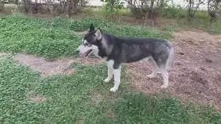 Волшебная лампа Аладдина