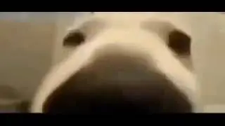 собака жёстко нюхает