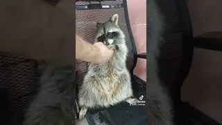 Хрюндель на прогулке по кухне