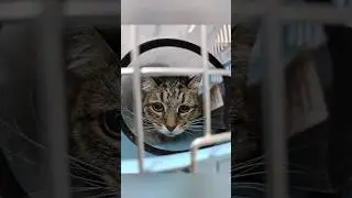 Били по почкам