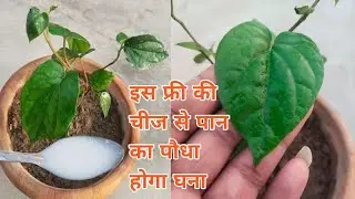 This free item will make the betel plant grow thicker.