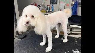 Poodle Gets A Teddy Bear Haircut