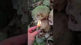 ЯПРИЛЕТЕЛ А ДЕРЕВНЮ МЕРТВЫХ