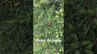 Ladybirds Hump de Bump