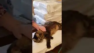 Ленивый котяра развалился.