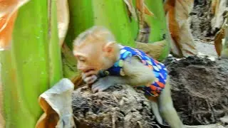 Baby Monkey Upset So Much, Screaming Loudly Cos Angry Mum