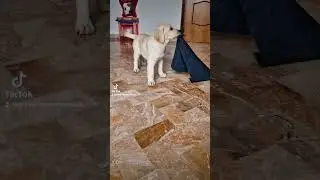 Vieni a scoprire I nostri cuccioli! www.allevamentolabradormarinalab.it