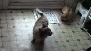Jerry and Munna, Conversing with Mum, on the Downstairs Hallway.
