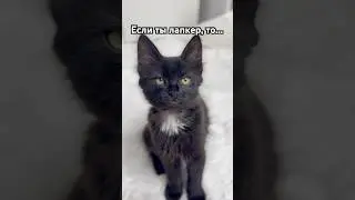 Ждем дуэты от лапкеров! ❤️ #cat #catshorts #cats