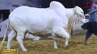 SURTI CHANDA