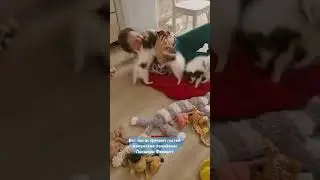 Да-да, любят папийоны целоваться😂 #папийон #papillondog #папильон