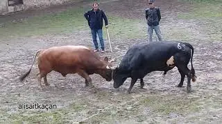 KOLTUKCU - RÜZGAR / MELO 2024 KÜÇÜKORTA FİNALİ