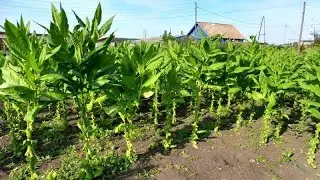Верхний лист Табака, как быстро убрать и высушить.