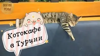 Котики в кафе турецком