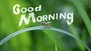 Good Morning! — Reed Mathis [Copyright Free Music]