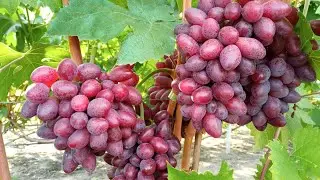Состояние виноградника после дождей: первая часть