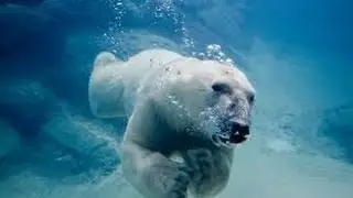 Amazing Wildlife of Alaska(full documentary)HD