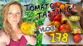 Tomatoes! And a thief in the Polytunnel Ep178 || Plot 37