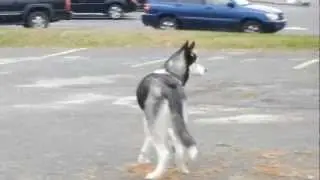 Siberian Husky is Hauling for Siren
