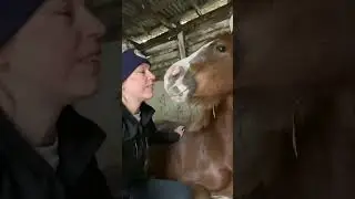 Kisses for a sleepy baby horse laying down 