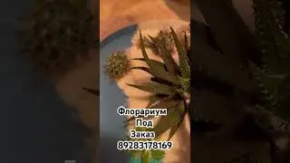 Флорариумы в наличие и под заказ. 89283178169. Кристина